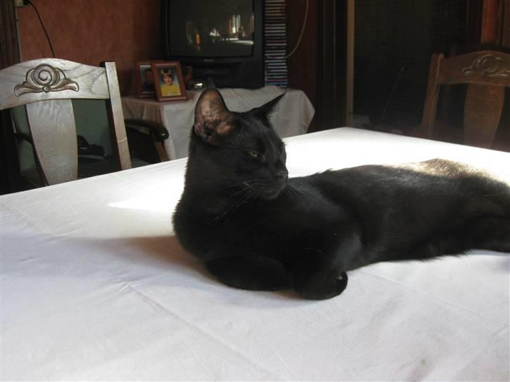 Huskat Buller billede 3