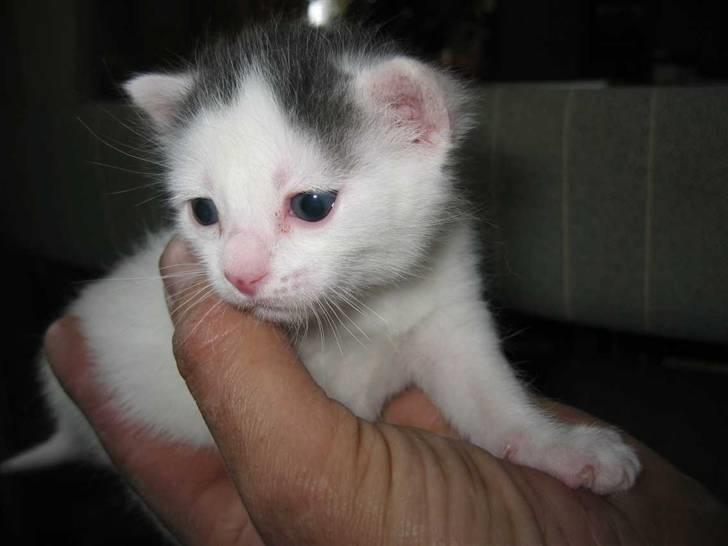 Huskat Basse - Så lille - 19 dage gammel (26-04-09) billede 9