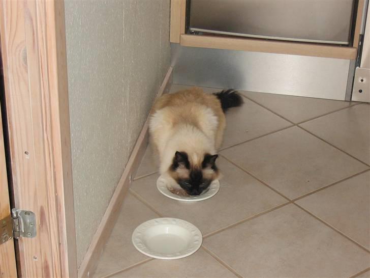 Hellig Birma toffi billede 1