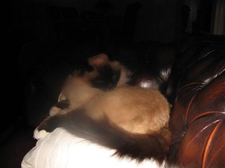 Hellig Birma toffi billede 2