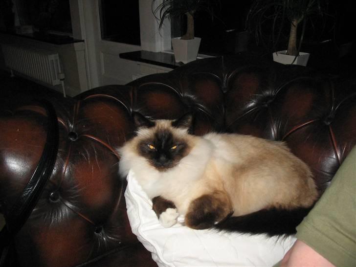 Hellig Birma toffi billede 3