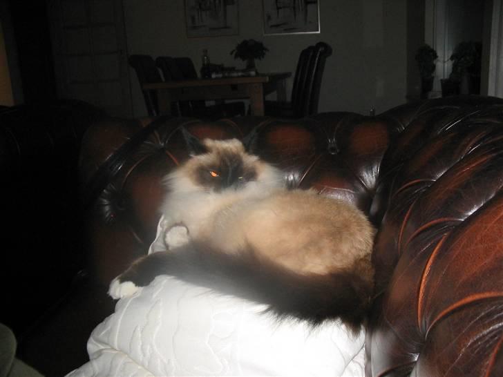 Hellig Birma toffi billede 4