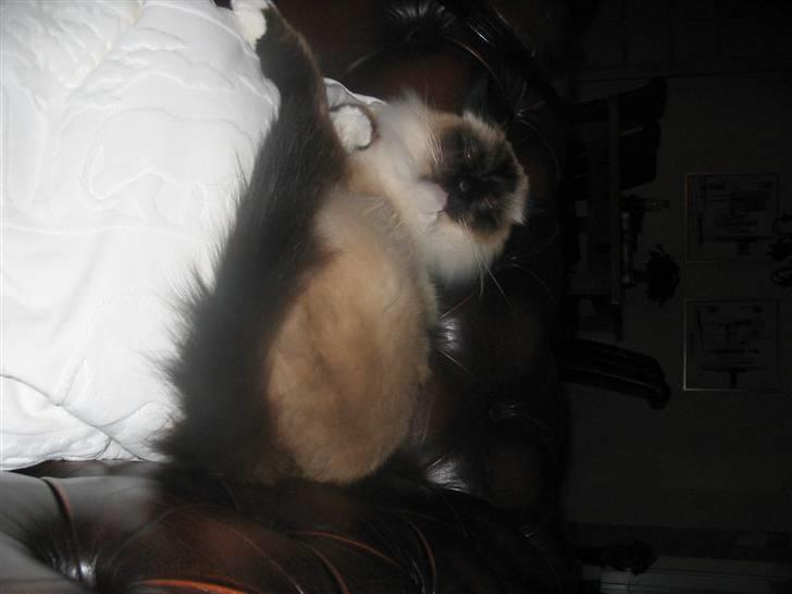 Hellig Birma toffi billede 5