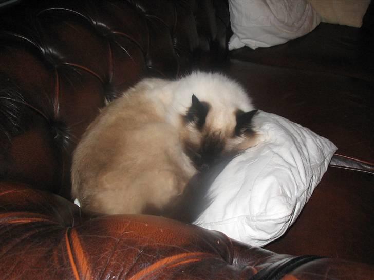 Hellig Birma toffi billede 6