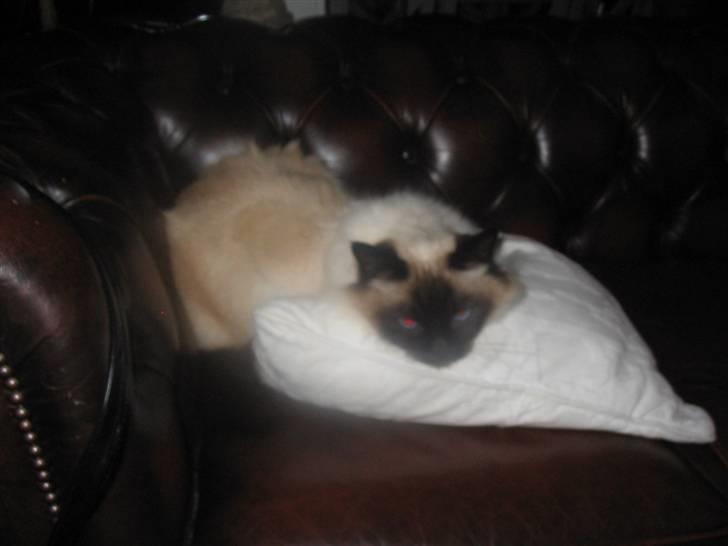 Hellig Birma toffi billede 7