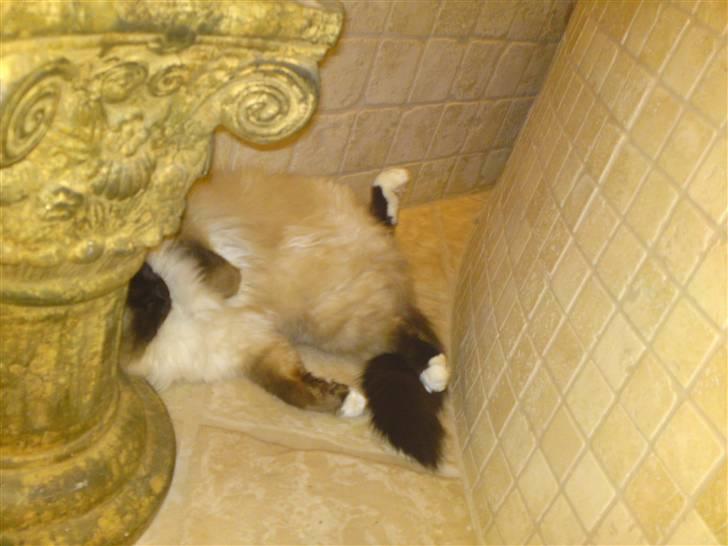 Hellig Birma toffi billede 9