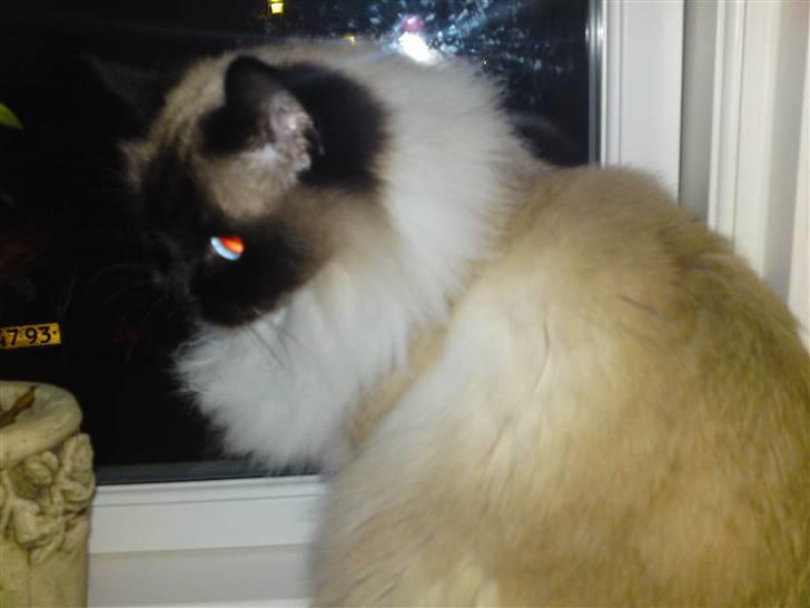 Hellig Birma toffi billede 10