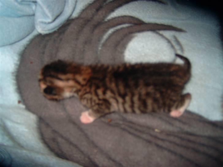 Huskat josefine - tiger dyr en af jozzes killinger billede 7