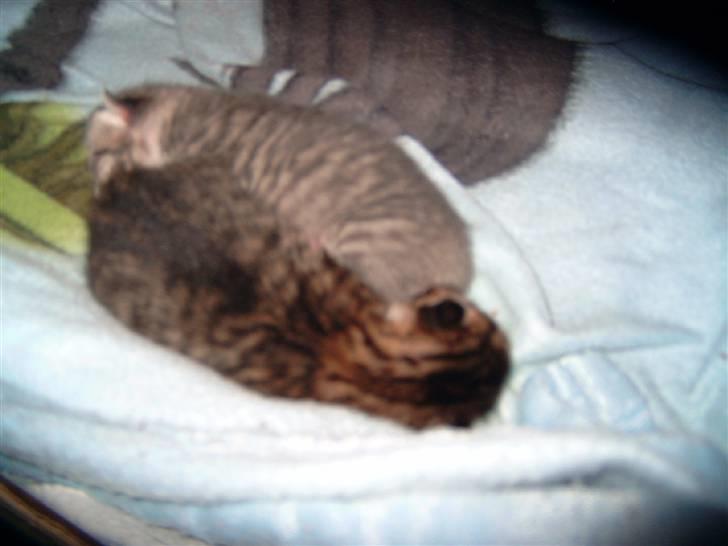 Huskat josefine - fister er den grå og tiger dyr er den rød stribet billede 8