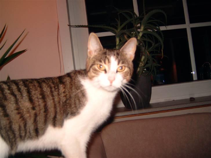 Huskat josefine billede 9