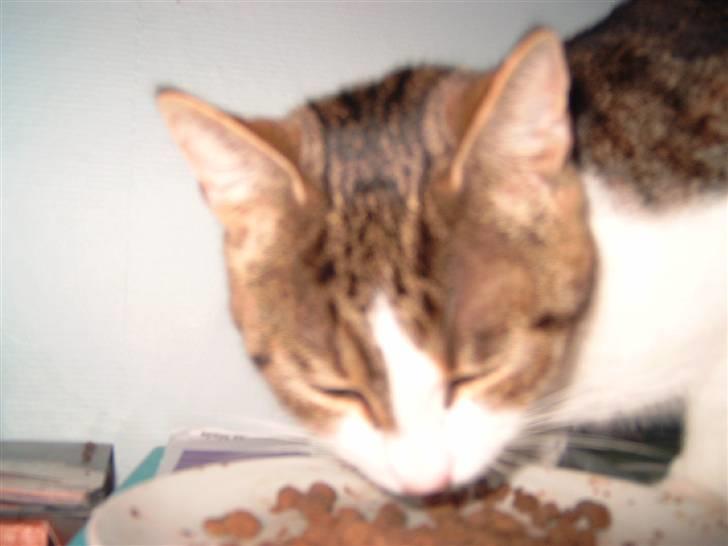 Huskat josefine - hmmm det smager rigtig godt billede 10