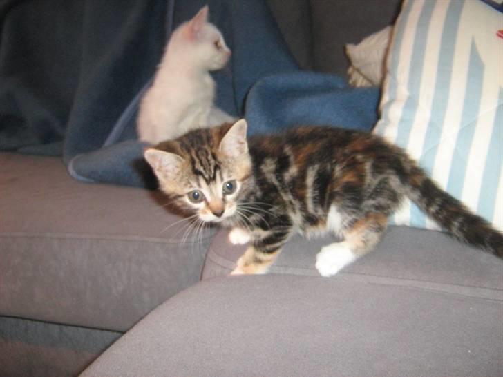 Huskat Mitte billede 1