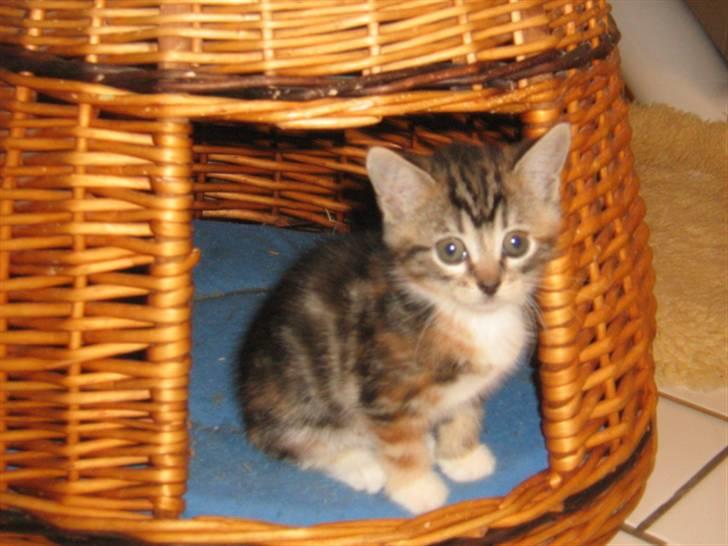 Huskat Mitte billede 2