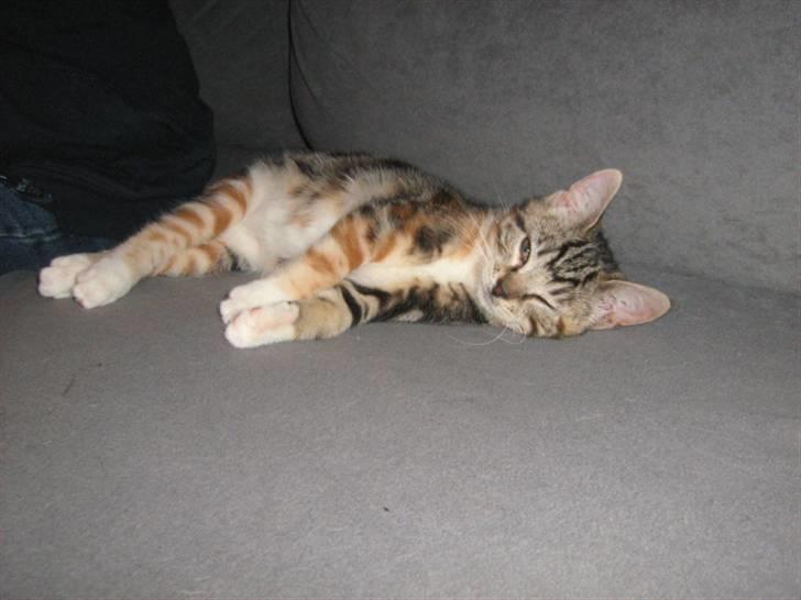 Huskat Mitte billede 3