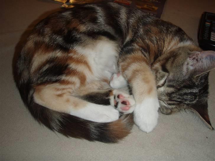 Huskat Mitte billede 4