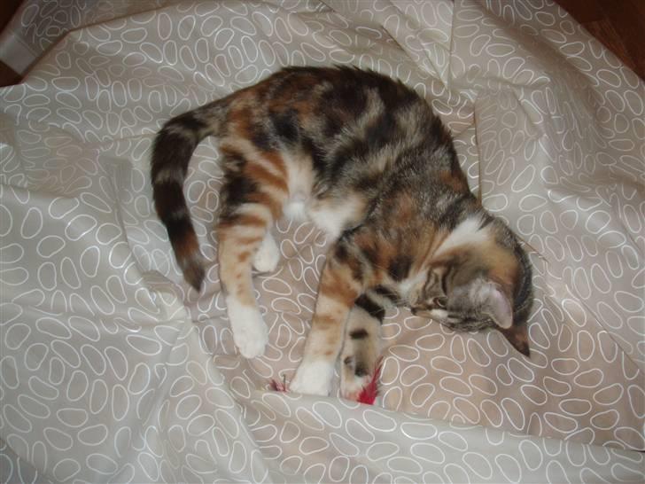 Huskat Mitte billede 5