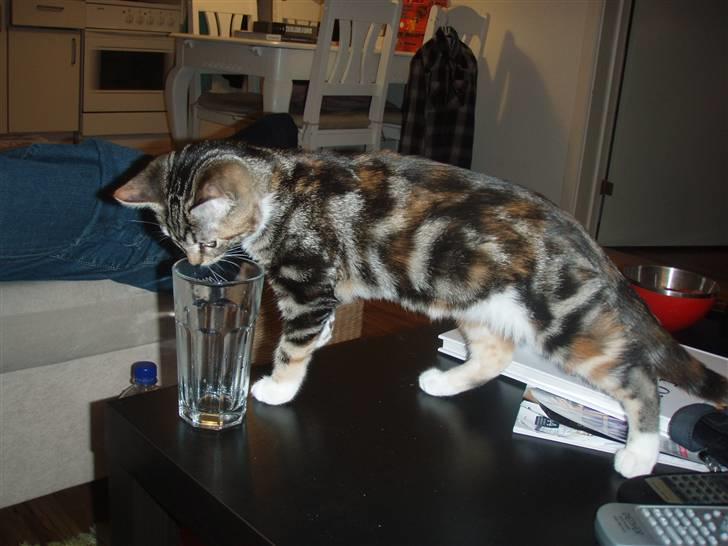 Huskat Mitte billede 6