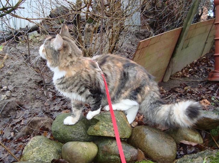 Maine Coon Jasmin billede 13