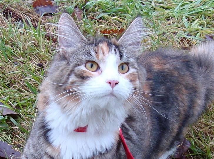 Maine Coon Jasmin billede 14