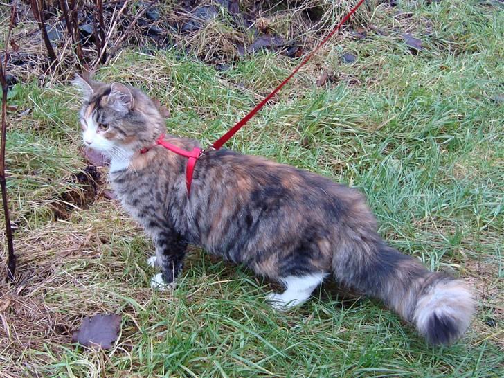 Maine Coon Jasmin billede 15