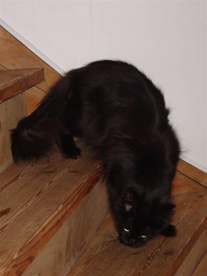 Maine Coon Cleo billede 11