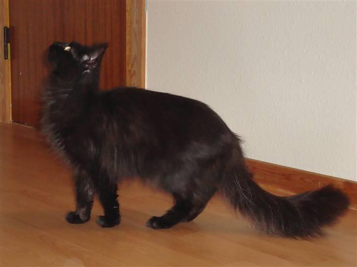 Maine Coon Cleo billede 12