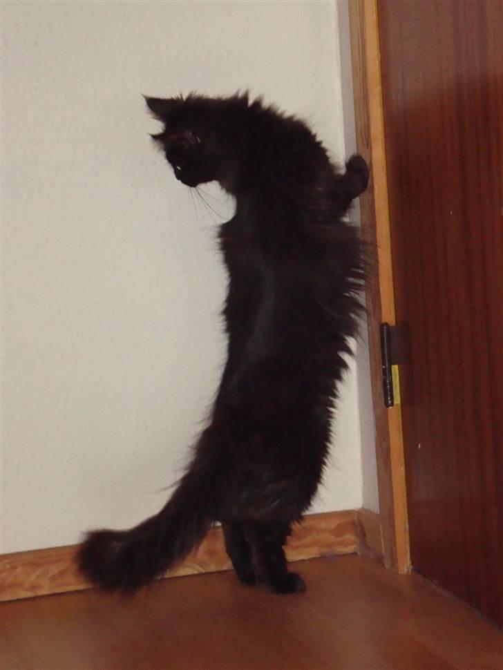 Maine Coon Cleo billede 13