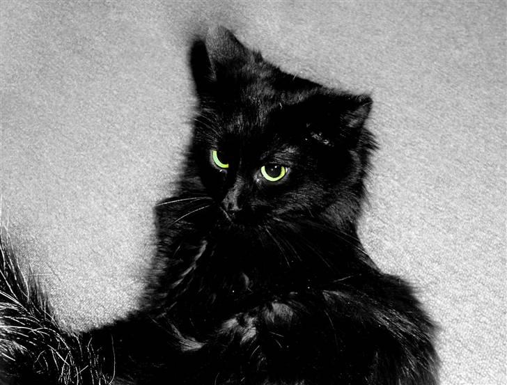 Maine Coon Cleo billede 14