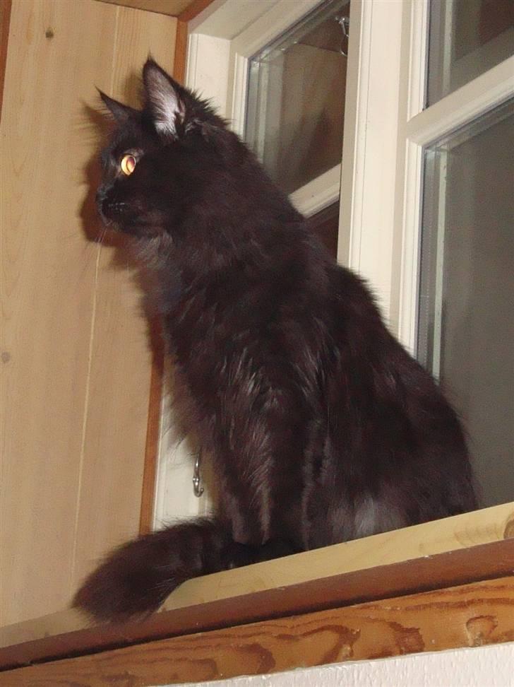 Maine Coon Cleo billede 15