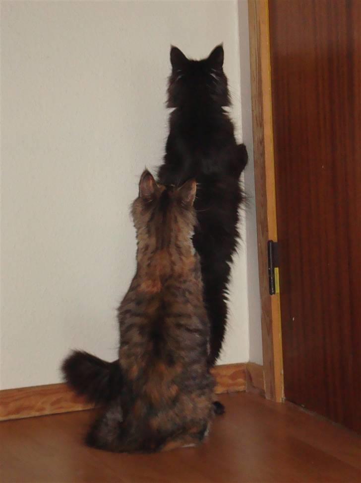 Maine Coon Cleo billede 16