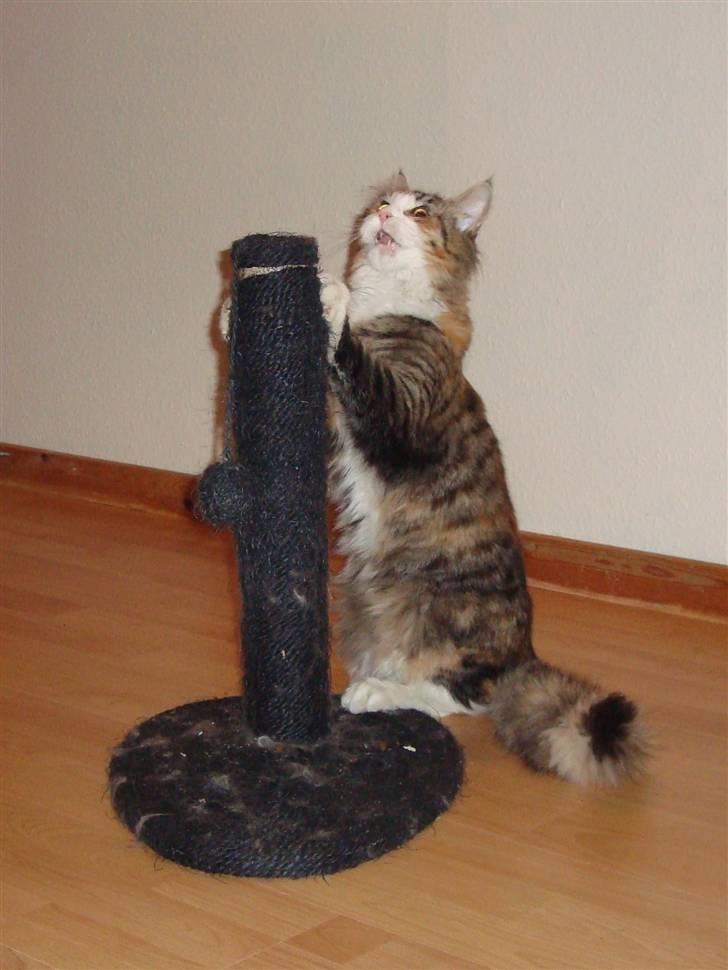 Maine Coon Jasmin billede 16