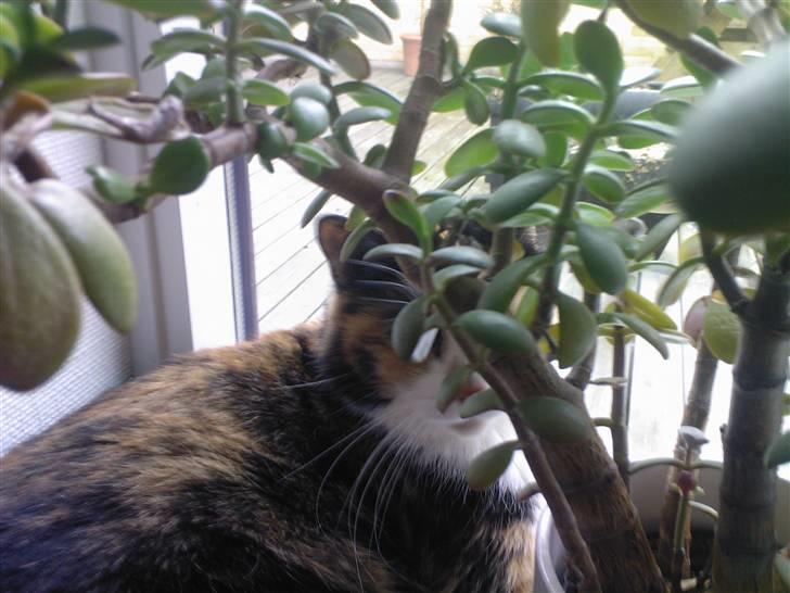 Huskat Sisse - Jungle-Sisse billede 7