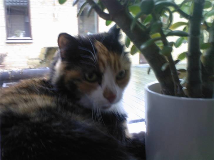 Huskat Sisse billede 8