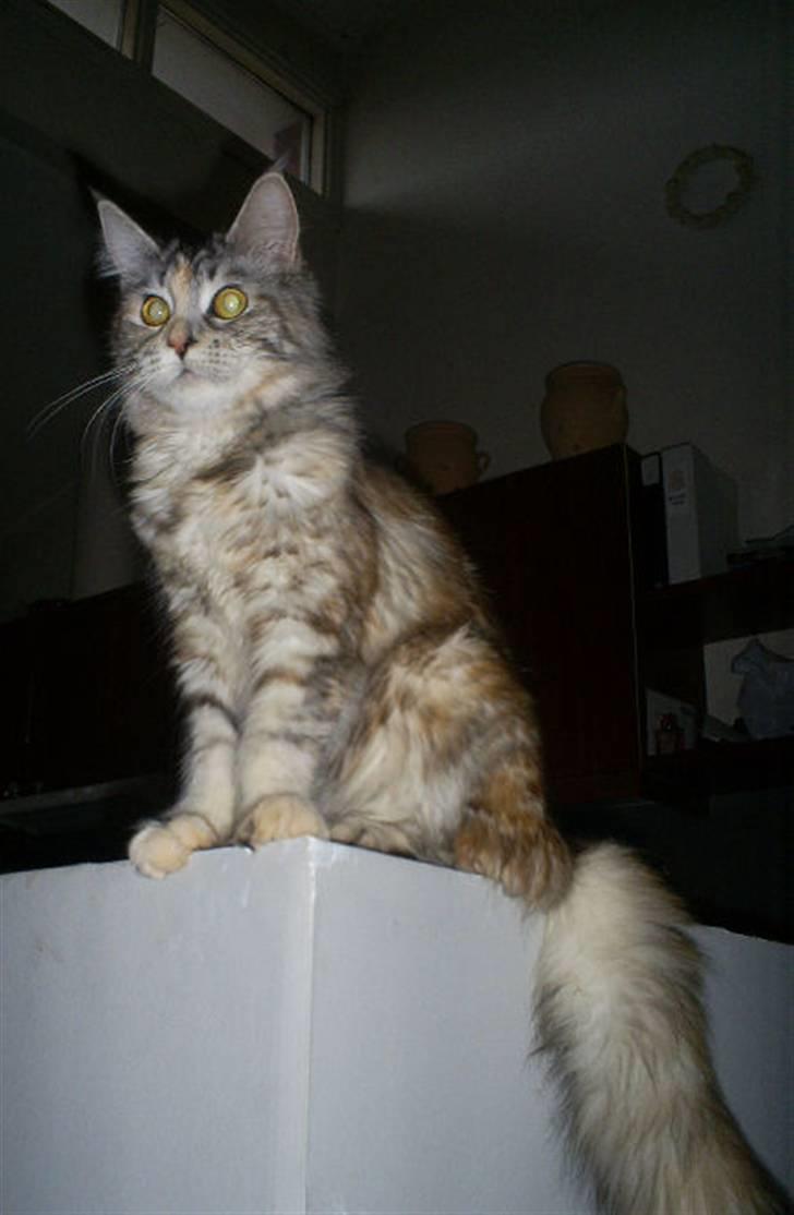 Maine Coon Cassiopaia - Taget D.25/1/09 billede 9