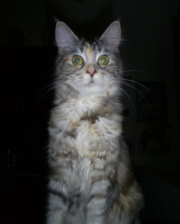 Maine Coon Cassiopaia - Taget D.25/1/09 billede 10