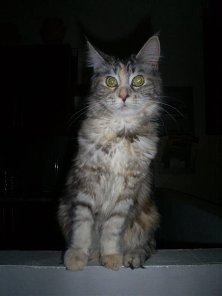 Maine Coon Cassiopaia - Taget D.25/1/09 billede 11