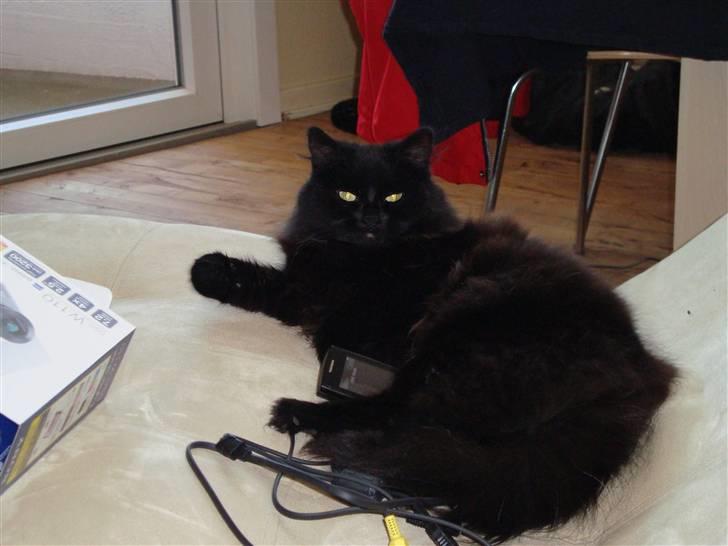 Blanding af racer Tiger - hun mangler i hverfald ikke noget :D  billede 14