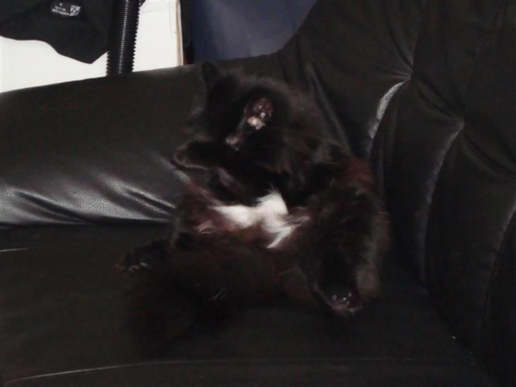 Blanding af racer Tiger - ej, i skal ikke tag billed af mig sån her :)  billede 15