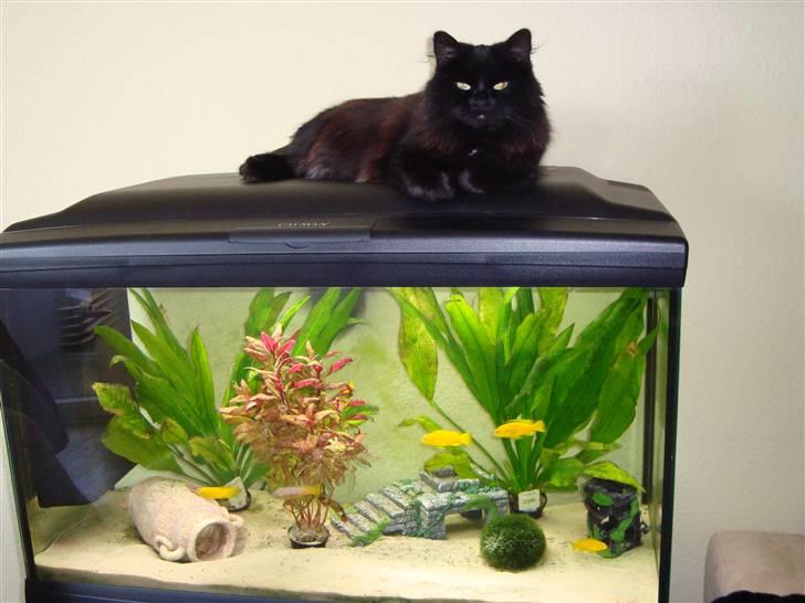 Blanding af racer Tiger - Der så dejlig varmt på akvariet :) der ligger hun sån set næsten hele dagen lang...med mindre man glemmr at lukke den lille lem man foder fiske i. så fanger tiger dem :) billede 16