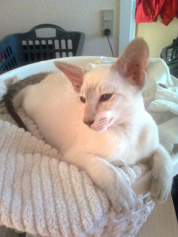 Siameser "Knick-Knak"'s Luna Lucia billede 6