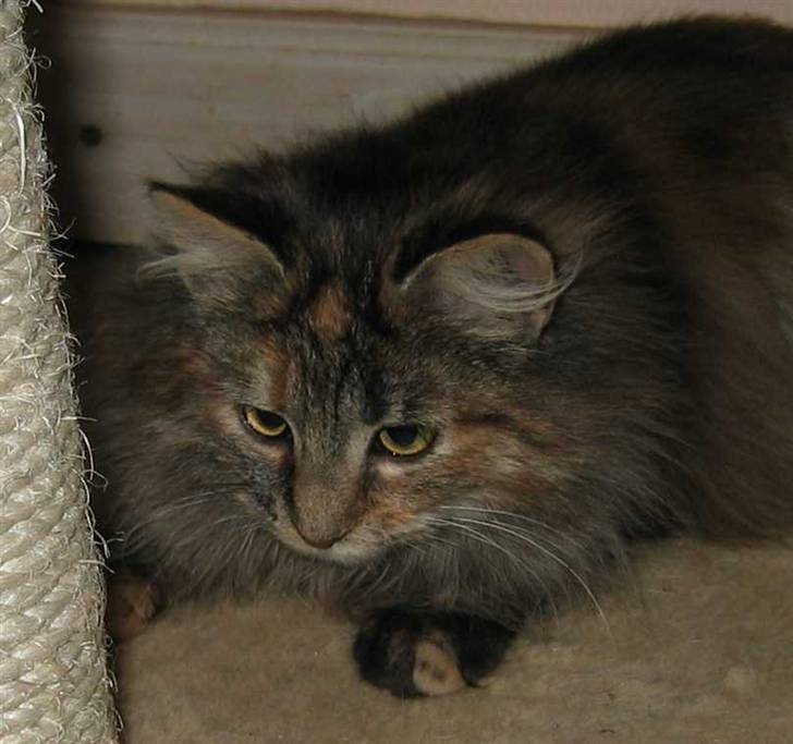 Blanding af racer Pjuske - (25-01-09) billede 7