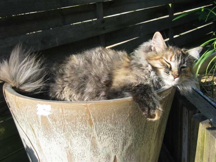 Blanding af racer Pjuske - Oh, hvor dejligt (31-05-09) billede 8