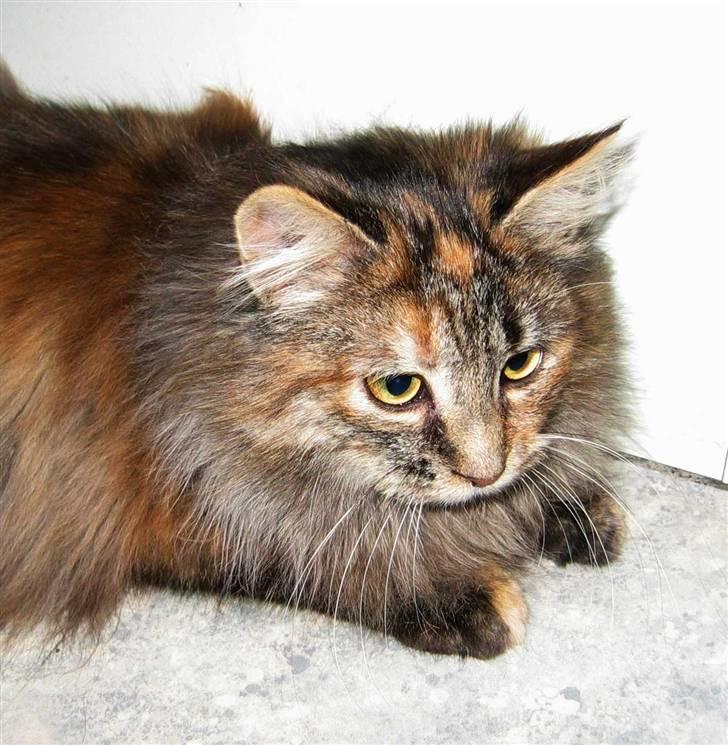 Blanding af racer Pjuske - (25-01-09) billede 9