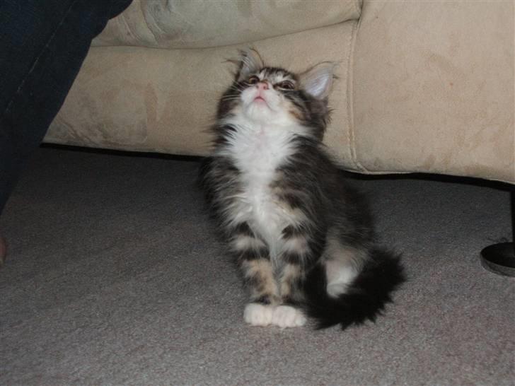 Blanding af racer Duchess billede 15