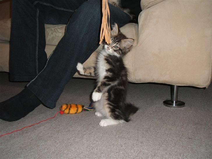 Blanding af racer Duchess billede 16