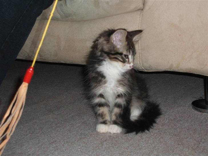 Blanding af racer Duchess billede 17