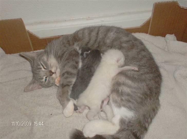 Huskat grisling billede 1