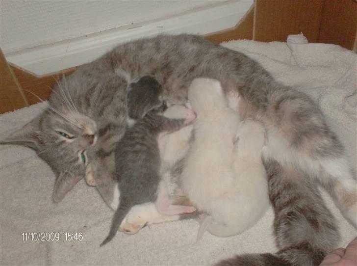 Huskat grisling billede 2