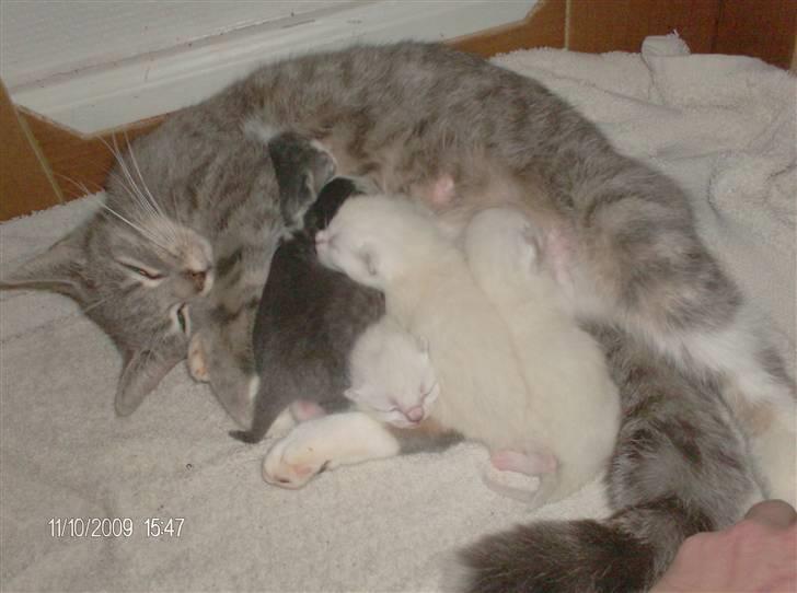 Huskat grisling billede 3