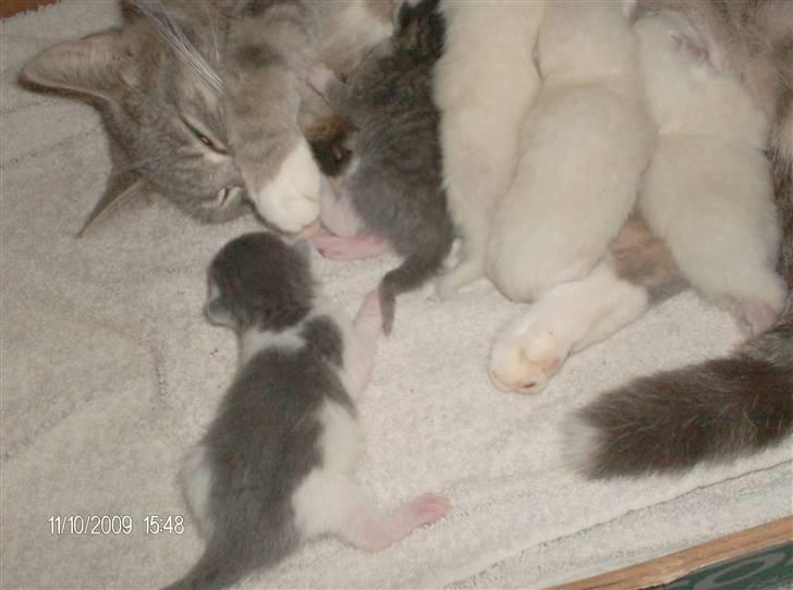 Huskat grisling billede 4